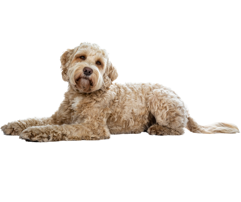 what is pet dander? Picture of a dog.